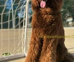 Standard Kraljevska Pudla štenci - 8