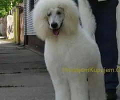 Standard Kraljevska Pudla štenci - 9