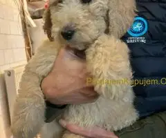 Standard Kraljevska Pudla štenci - 10