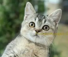 Britanski kratkodlaki mačići