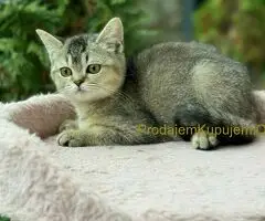 Britanski kratkodlaki mačići