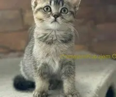 Britanski kratkodlaki mačići