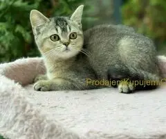 Britanski kratkodlaki mačići