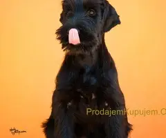 Veliki Crni Snaucer stenci