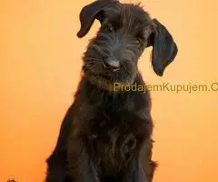 Veliki Crni Snaucer stenci