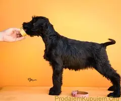 Veliki Crni Snaucer stenci