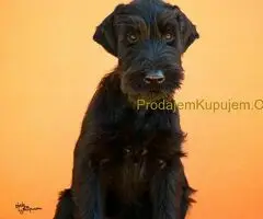 Veliki Crni Snaucer stenci - 6