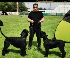 Veliki Crni Snaucer stenci - 7