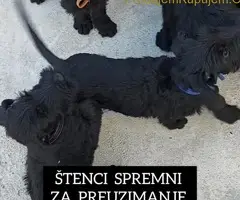 Veliki Crni Snaucer stenci - 8