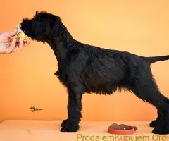 Veliki Crni Snaucer stenci - 9