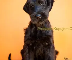 Veliki Crni Snaucer stenci - 10