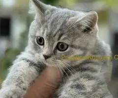 Škotski kratkodlaki dečak