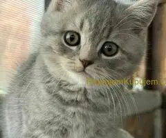 Škotski kratkodlaki dečak