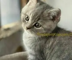 Škotski kratkodlaki dečak