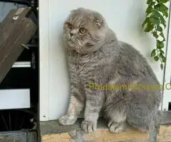 Škotski kratkodlaki dečak