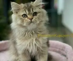 Škotski dugodlaki dečaci