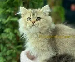 Škotski dugodlaki dečaci