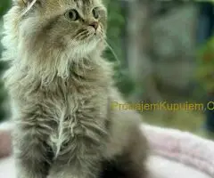 Škotski dugodlaki dečaci