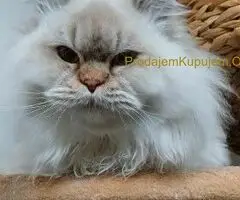 Škotski dugodlaki dečaci