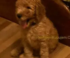 Kraljevska Aprikot Pudla štenci