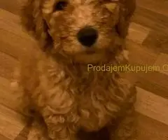 Kraljevska Aprikot Pudla štenci