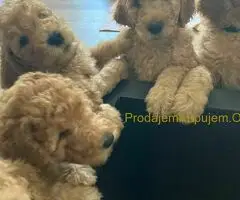 Kraljevska Aprikot Pudla štenci