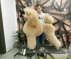 Kraljevska Aprikot Pudla štenci - 6