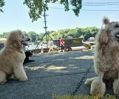 Kraljevska Aprikot Pudla štenci - 7