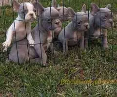 Francuski buldog štenci