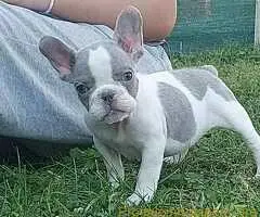 Francuski buldog štenci