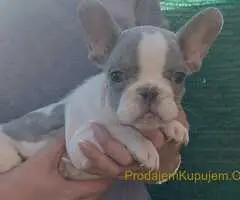 Francuski buldog štenci
