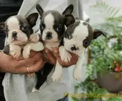 Boston terijer štenci