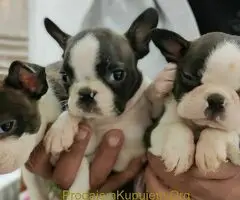 Boston terijer štenci