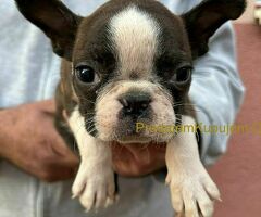 Boston terijer štenci - 6