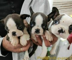 Boston terijer štenci - 7