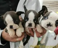 Boston terijer štenci - 7