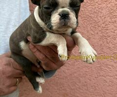 Boston terijer štenci - 8