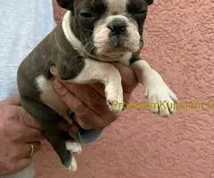 Boston terijer štenci - 8