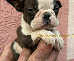 Boston terijer štenci - 9