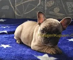 Francuski Buldog PRELEPI štenci