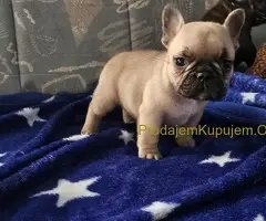 Francuski Buldog PRELEPI štenci
