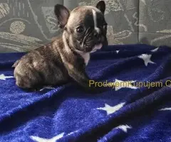 Francuski Buldog PRELEPI štenci