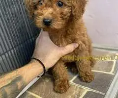 Crvena patuljasta pudla Top