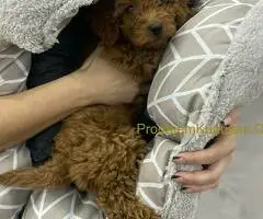 Crvena patuljasta pudla Top