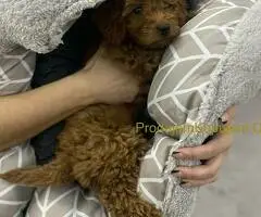 Crvena patuljasta pudla Top