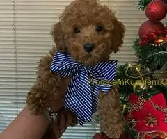 Crvene patuljaste pudle - 2