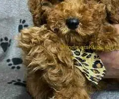 Crvene patuljaste pudle - 3