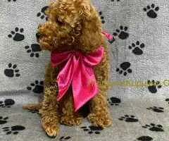 Crvene patuljaste pudle - 4