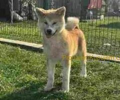 Japanska akita štenad na prodaju - 4