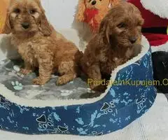 Cocapoo štenci